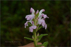 Pedicularis zeylanica